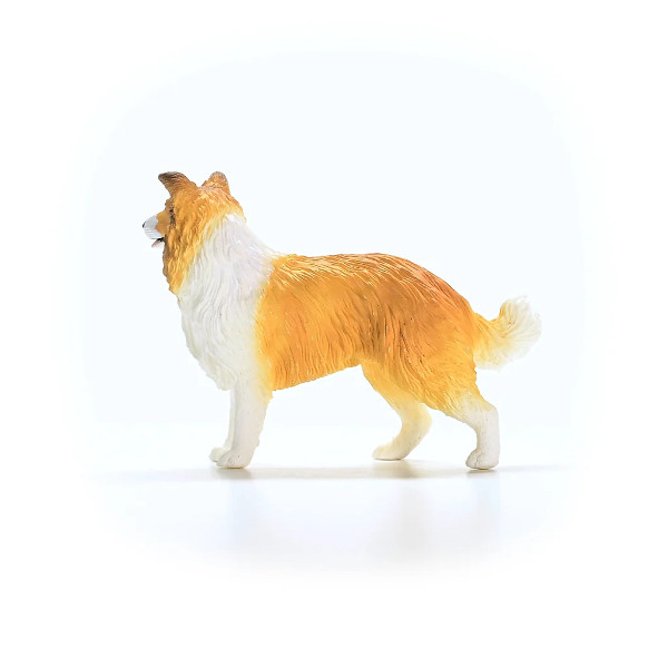 Collie - Imagen 4